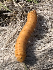 Anisota oslari