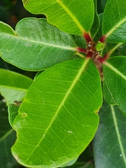 Sideroxylon inerme inerme