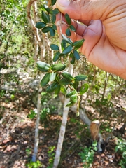 Trichilia pungens