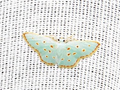 Comostolopsis stillata