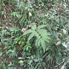 Pteris austrotaiwanensis