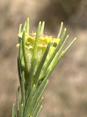 Leucadendron corymbosum