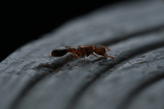 Tetramorium