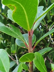 Sideroxylon inerme inerme