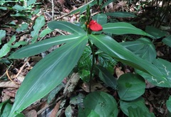 Chamaecostus lanceolatus