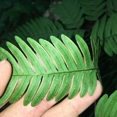 Pteris austrotaiwanensis