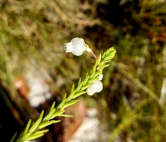 Erica lambertii