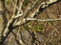 Myiarchus