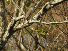 Myiarchus