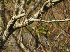 Myiarchus