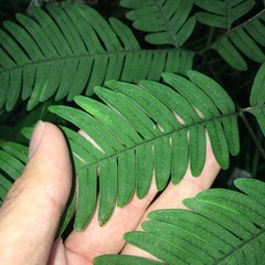 Pteris austrotaiwanensis