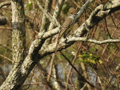 Myiarchus