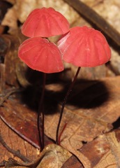 Marasmius haematocephalus
