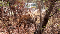 Tragelaphus sylvaticus sylvaticus