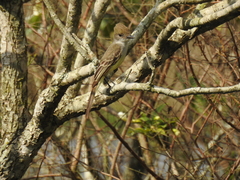 Myiarchus