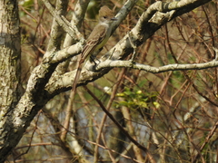 Myiarchus