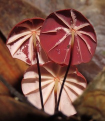 Marasmius haematocephalus