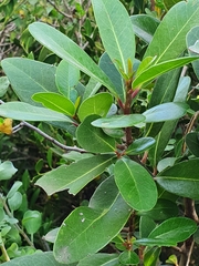 Sideroxylon inerme inerme
