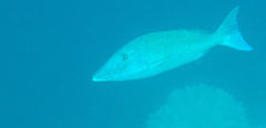 Lethrinus olivaceus