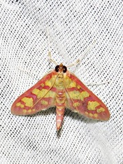 Stenochora lancinalis
