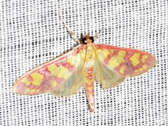 Stenochora lancinalis