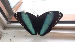 Morpho deidamia