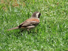 Passer melanurus melanurus