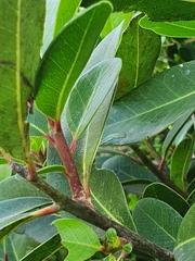 Sideroxylon inerme inerme