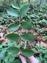 Lonicera fragrantissima
