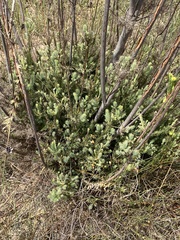 Leucadendron corymbosum