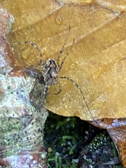 Platybunus pinetorum