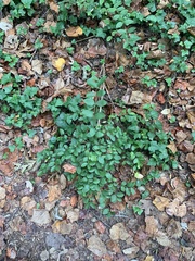 Lonicera fragrantissima