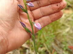 Thelymitra ixioides