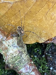 Platybunus pinetorum
