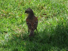 Passer melanurus melanurus