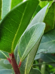 Sideroxylon inerme inerme