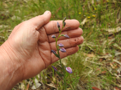 Thelymitra ixioides