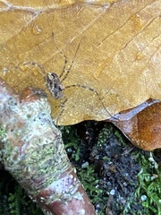 Platybunus pinetorum