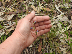 Thelymitra ixioides
