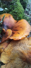 Omphalotus olearius