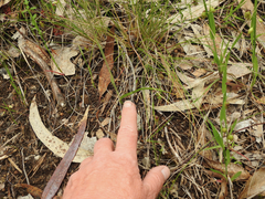 Thelymitra ixioides