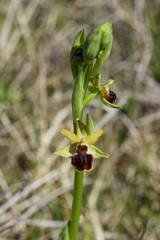 Ophrys sphegodes