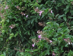 Fridericia