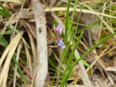 Thelymitra ixioides