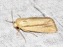 Mythimna