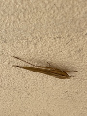 Copiphorini