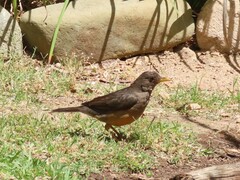Turdus olivaceus olivaceus