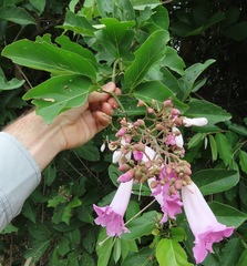 Fridericia
