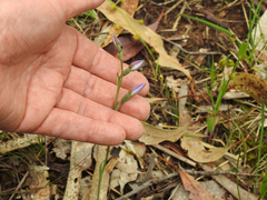Thelymitra ixioides
