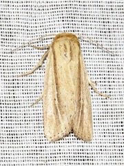 Mythimna